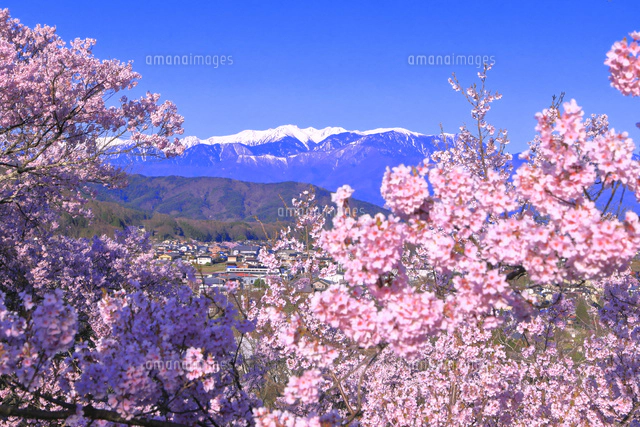 高遠城址公園の桜と中央アルプスの山々[26121034291]の写真・イラスト
