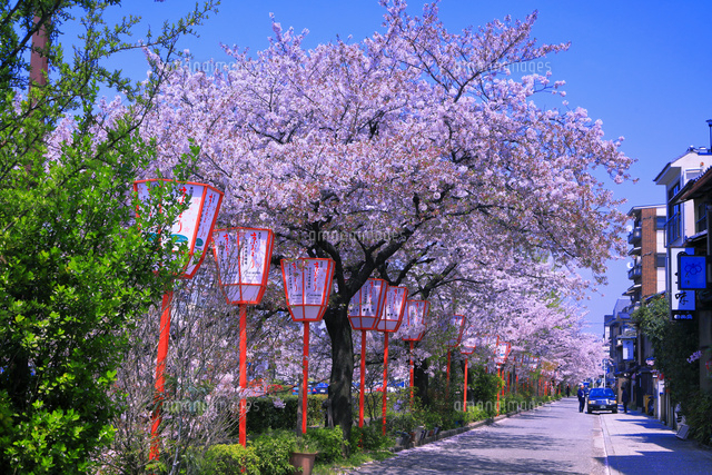 （模写）水彩画 桜に親子　端館紫川 模写）水彩画 桜に親子 端館紫川 模写）水彩画 桜に親子 端館紫川