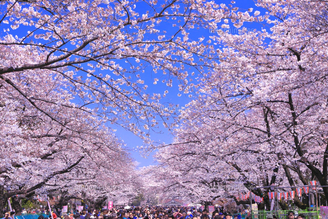 桜の咲く上野公園[26121034377]の写真・イラスト素材｜アマナイメージズ