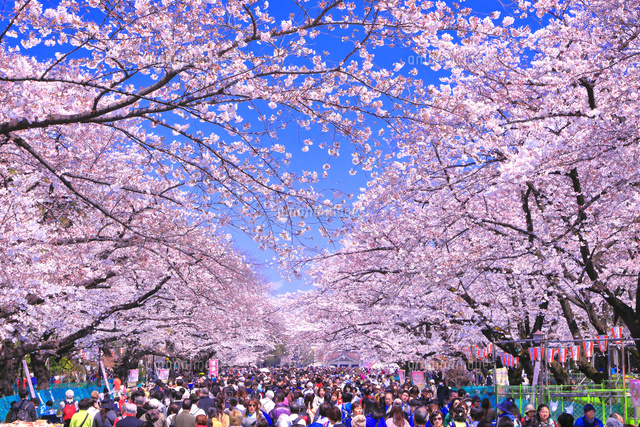 桜の咲く上野公園[26121034377]の写真・イラスト素材｜アマナイメージズ