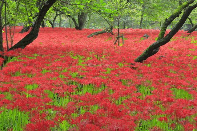 巾着田の彼岸花 の写真素材 イラスト素材 アマナイメージズ