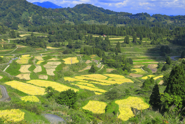 星峠の棚田 の写真素材 イラスト素材 アマナイメージズ