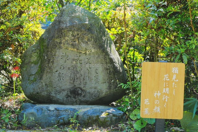 栗の木 の写真素材 イラスト素材 アマナイメージズ