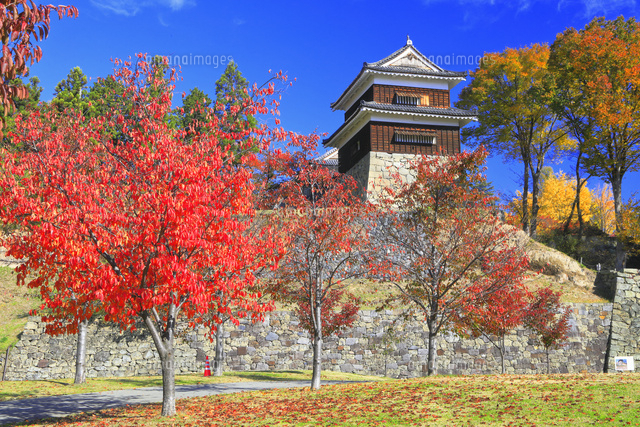 紅葉の上田城 の写真素材 イラスト素材 アマナイメージズ