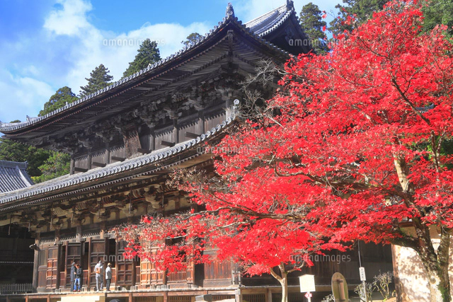 秋の書写山円教寺[26121035986]の写真・イラスト素材｜アマナイメージズ