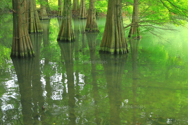 篠栗九大の森[26121036246]の写真・イラスト素材｜アマナイメージズ