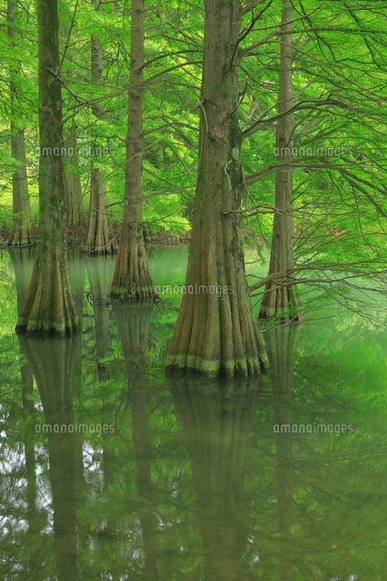 水彩画　ジクレー版画「篠栗九大の森」（糟屋郡） 水彩画 ジクレー版画「篠栗九大の森」（糟屋郡）