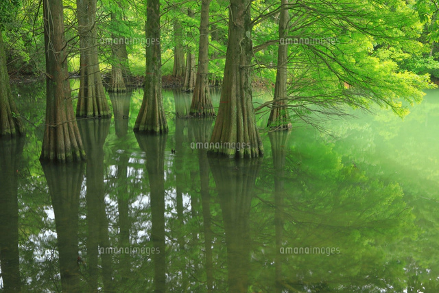 篠栗九大の森[26121036224]の写真・イラスト素材｜アマナイメージズ