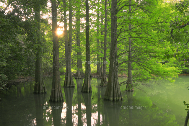 篠栗九大の森[26121036246]の写真・イラスト素材｜アマナイメージズ