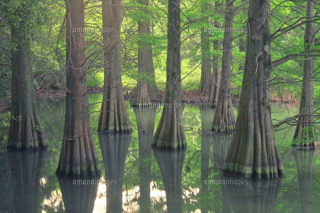 篠栗九大の森[26121036246]の写真・イラスト素材｜アマナイメージズ