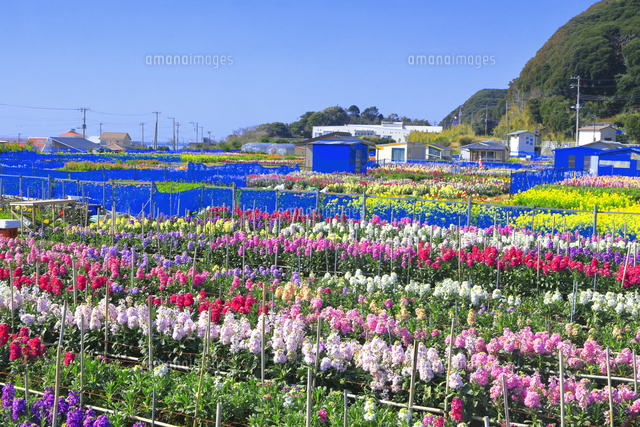 千倉の花畑 の写真素材 イラスト素材 アマナイメージズ