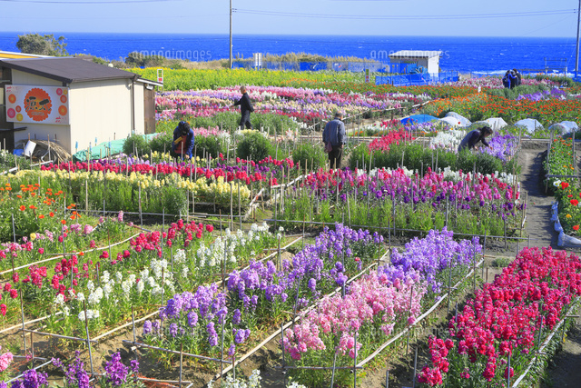 mitukiさま専用（原画）実りの花畑 ほか　8点おまとめ 雄大な花畑特集！春夏秋冬の花27種類と有名花畑を一挙紹介 | たびはう