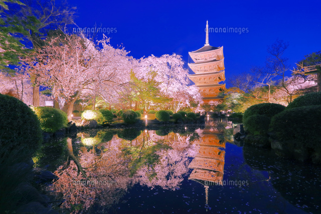 桜のライトアップの東寺 の写真素材 イラスト素材 アマナイメージズ
