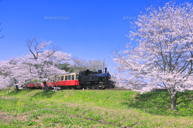 桜の咲く小湊鉄道のトロッコ列車[26121036759]の写真・イラスト素材