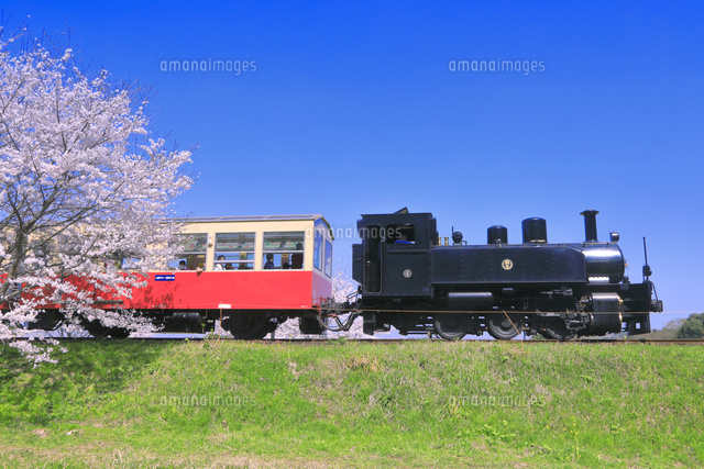 桜の咲く小湊鉄道のトロッコ列車 の写真素材 イラスト素材 アマナイメージズ 桜の咲く小湊鉄道のトロッコ列車 の写真素材 イラスト素材 アマナイメージズ