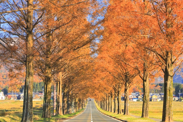 秋のメタセコイア並木 の写真素材 イラスト素材 アマナイメージズ
