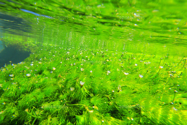 油彩/梅花藻のある川 醒井の梅花藻 | The KANSAI Guide - The Origin of Japan, KANSAI