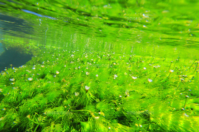 地蔵川の梅花藻[26121037314]の写真・イラスト素材｜アマナイメージズ