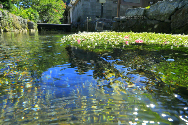 地蔵川の梅花藻[26121037305]の写真・イラスト素材｜アマナイメージズ