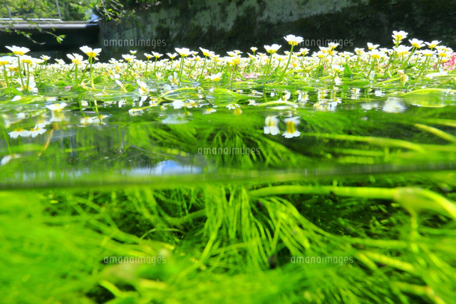 地蔵川の梅花藻[26121037314]の写真・イラスト素材｜アマナイメージズ