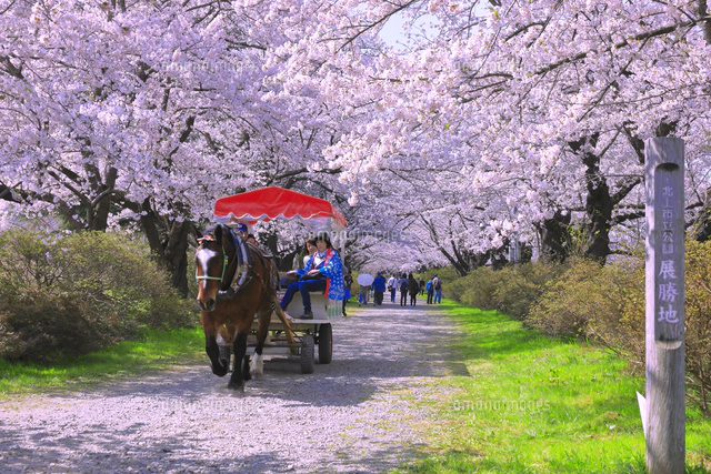 馬 馬の絵 桜 花の絵 テクスチャーアート さくら 馬 馬の絵 桜