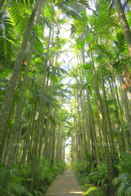 東南植物楽園[26121037915]の写真・イラスト素材｜アマナイメージズ