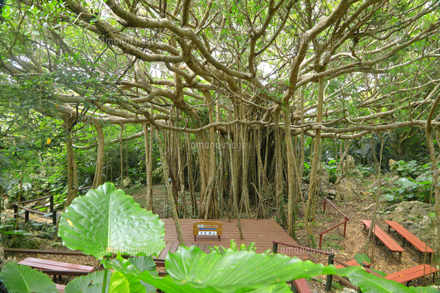 夏のやんばる国立公園 大石林山 ガジュマル[26121038141]の写真