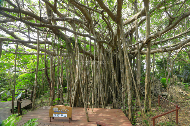 夏のやんばる国立公園 大石林山 ガジュマル[26121038147]の写真