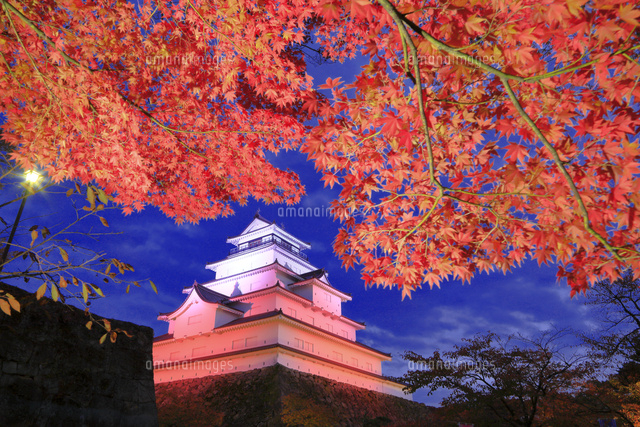 紅葉のライトアップの会津若松城 の写真素材 イラスト素材 アマナイメージズ