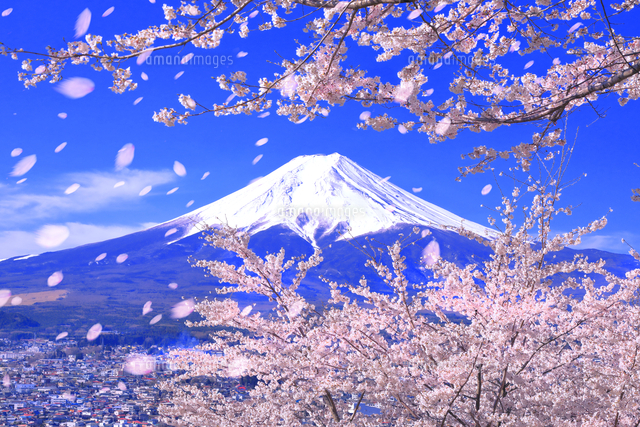 新倉山浅間公園の桜と富士山[26121039082]の写真・イラスト素材