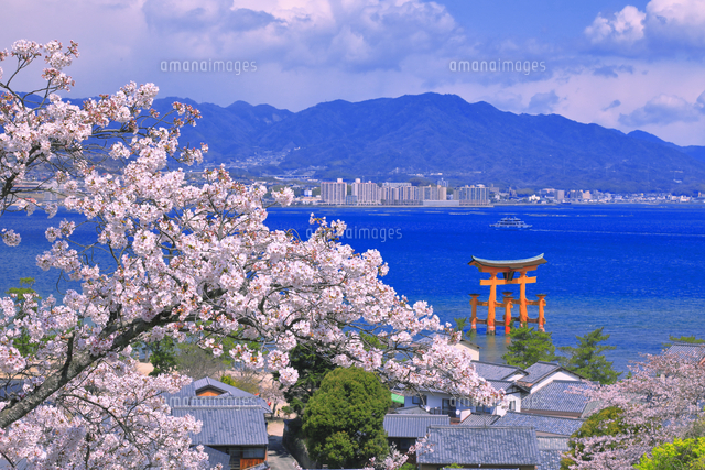 桜の咲く安芸の宮島 の写真素材 イラスト素材 アマナイメージズ