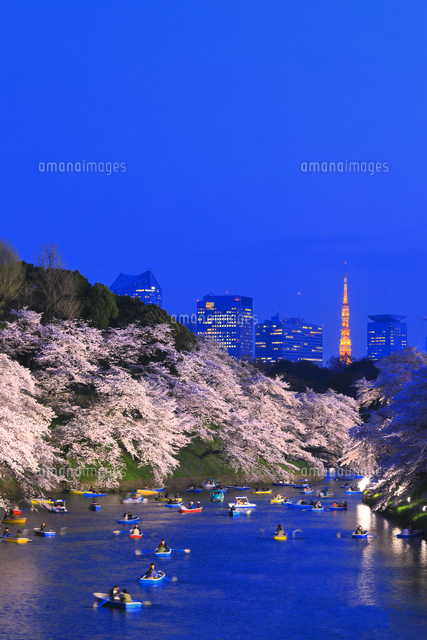 桜の咲く千鳥ヶ淵公園のライトアップ の写真素材 イラスト素材 アマナイメージズ