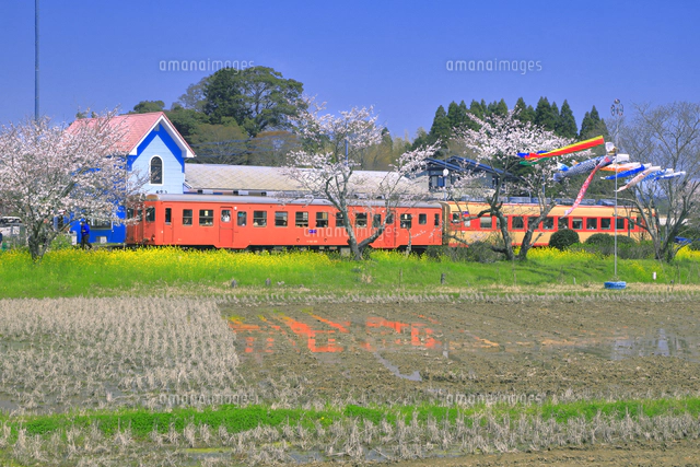 桜と菜の花の咲くいすみ鉄道[26121039517]の写真・イラスト素材