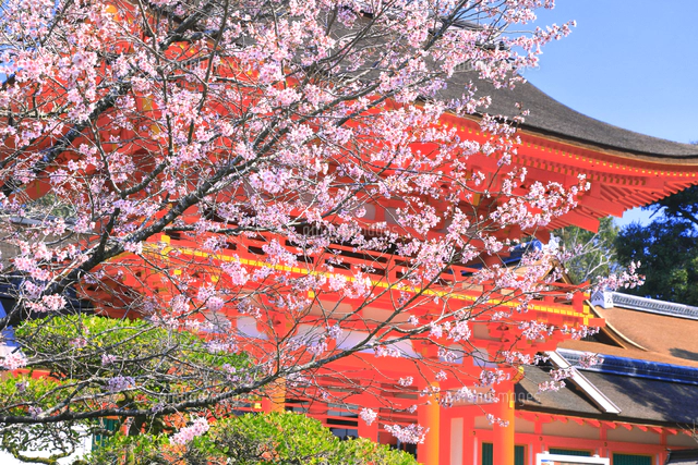 桜の咲く上賀茂神社[26121039652]の写真・イラスト素材｜アマナイメージズ