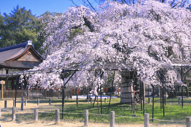 桜の咲く上賀茂神社[26121039652]の写真・イラスト素材｜アマナイメージズ