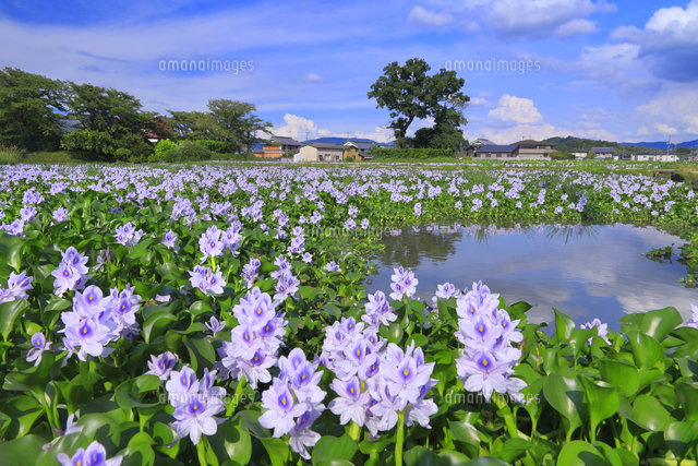 本薬師寺あとのホテイアオイ の写真素材 イラスト素材 アマナイメージズ
