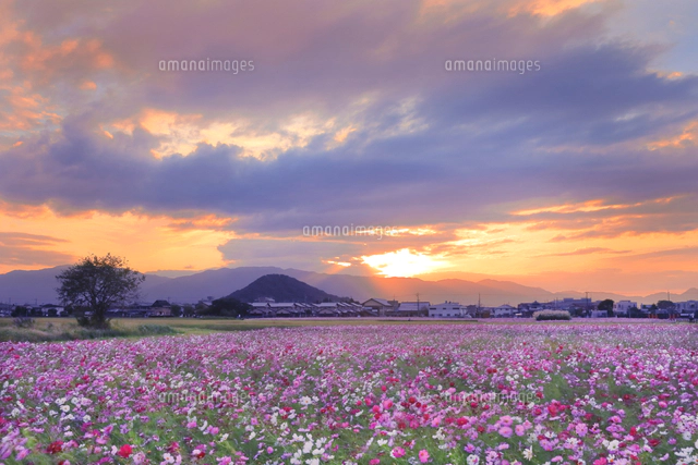 夕日の藤原京のコスモス畑[26121039851]の写真・イラスト素材｜アマナ