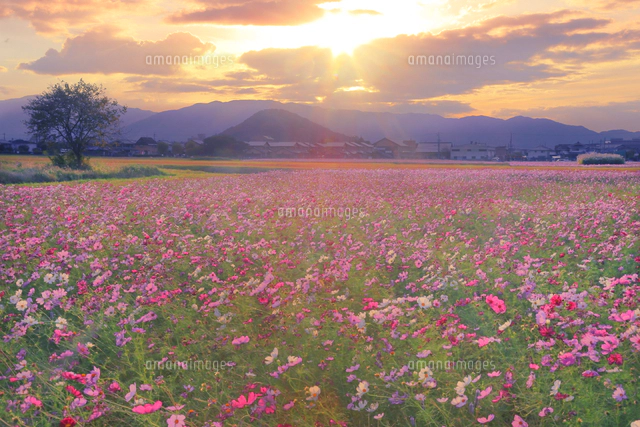 夕日の藤原京のコスモス畑[26121039851]の写真・イラスト素材｜アマナ