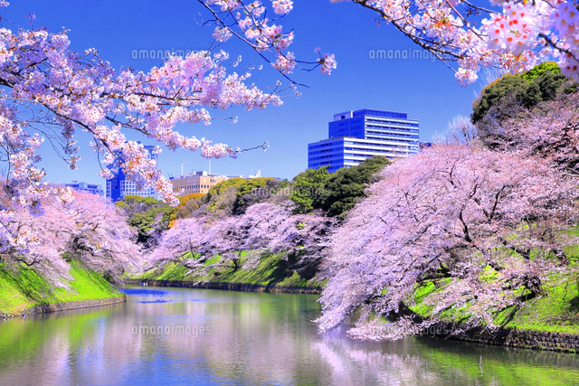桜の咲く千鳥ヶ淵公園[26121041287]の写真・イラスト素材｜アマナ
