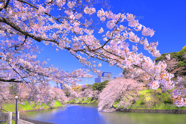 桜の咲く千鳥ヶ淵公園[26121041284]の写真・イラスト素材｜アマナ