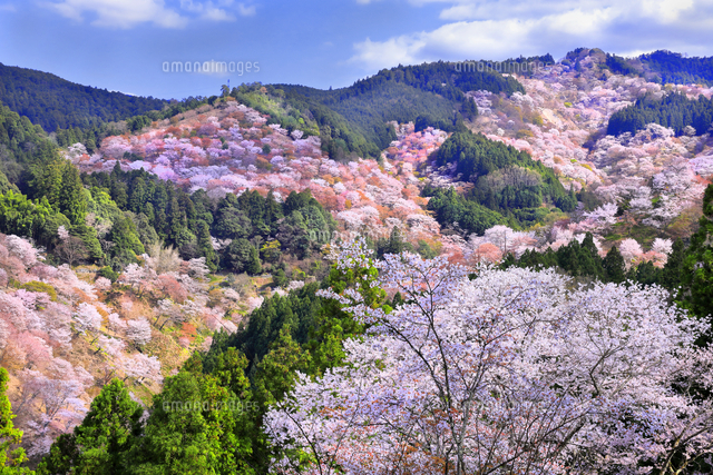 吉水神社からの桜の咲く吉野山[26121041326]の写真・イラスト素材