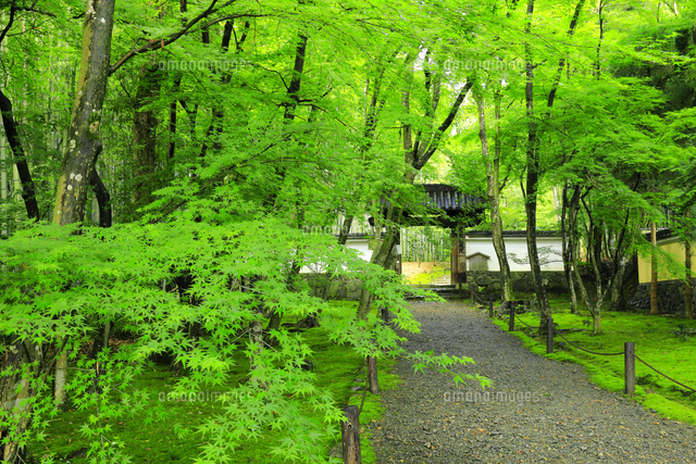 夏の竹の寺の地蔵院 の写真素材 イラスト素材 アマナイメージズ 夏の竹の寺の地蔵院 の写真素材 イラスト素材 アマナイメージズ