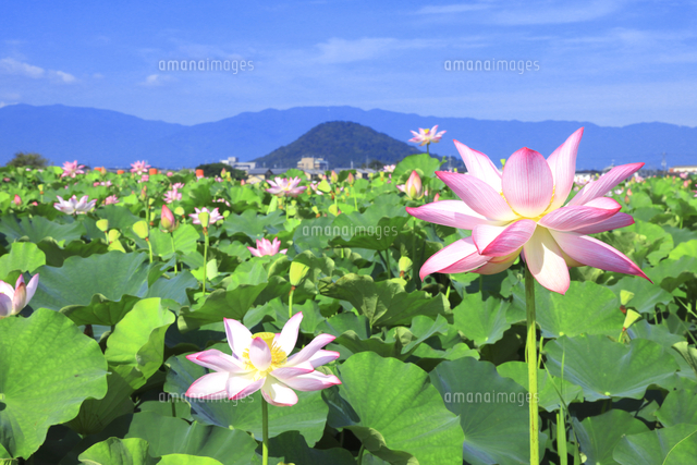 ハスの花咲く藤原京跡 の写真素材 イラスト素材 アマナイメージズ