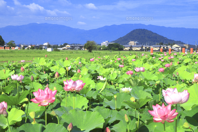 ハスの花咲く藤原京跡 の写真素材 イラスト素材 アマナイメージズ