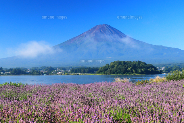 富士山とラベンダー畑の絶景[26121044815]の写真・イラスト素材