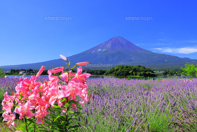 夏空の大石公園のラベンダーとユリの花 の写真素材 イラスト素材 アマナイメージズ 夏空の大石公園のラベンダーとユリの花 の写真素材 イラスト素材 アマナイメージズ