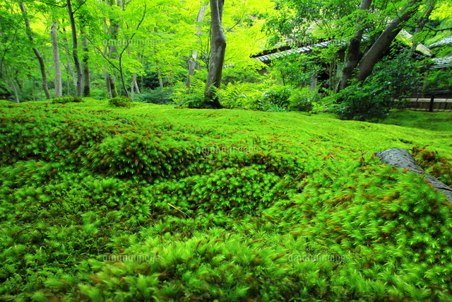 夏の祇王寺の苔庭のヒノキゴケ[26121044964]の写真・イラスト素材
