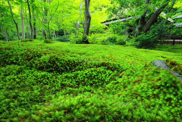 夏の祇王寺の苔庭[26121044975]の写真・イラスト素材｜アマナ