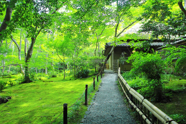 油絵原画 京都の苔庭（祇王寺）サイズM10 写実画 油絵原画 京都の苔庭（祇王寺）サイズM10 写実画