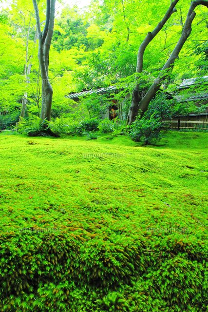 夏の祇王寺の苔庭のヒノキゴケ[26121044973]の写真・イラスト素材